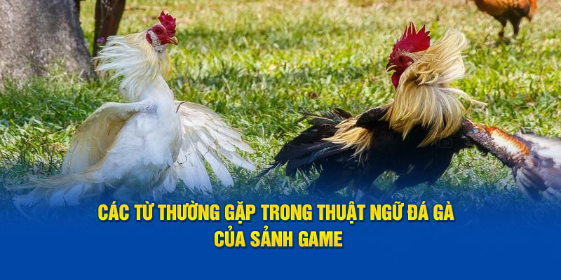 Các từ thường gặp trong thuật ngữ đá gà của sảnh game.