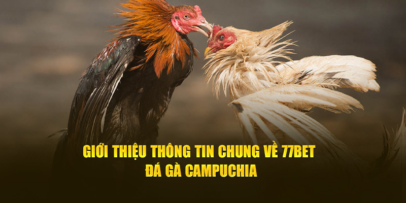 Luật chơi cơ bản của hình thức đá gà Campuchia